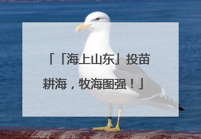 「海上山东」投苗耕海，牧海图强！