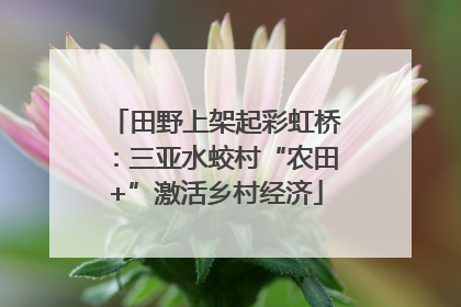 田野上架起彩虹桥：三亚水蛟村“农田+”激活乡村经济