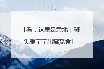 看，这里是肃北｜斑头雁宝宝出窝觅食