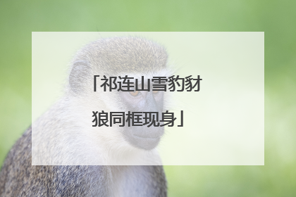 祁连山雪豹豺狼同框现身