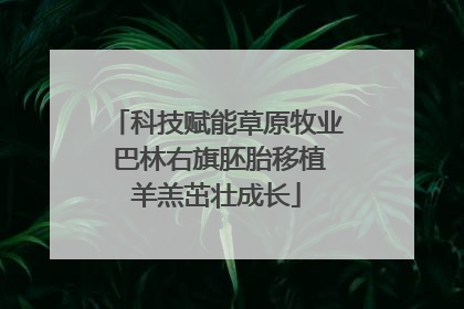 科技赋能草原牧业 巴林右旗胚胎移植羊羔茁壮成长