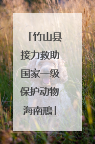 竹山县接力救助国家一级保护动物海南鳽