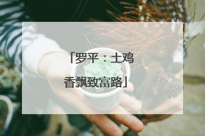 罗平：土鸡香飘致富路