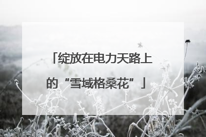 绽放在电力天路上的“雪域格桑花”