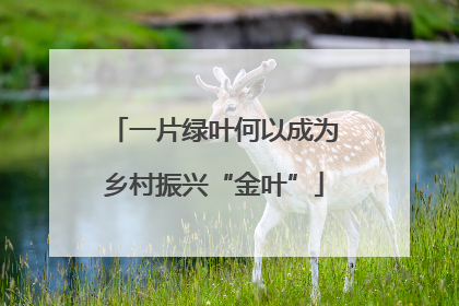 一片绿叶何以成为乡村振兴“金叶”