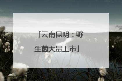 云南昆明：野生菌大量上市