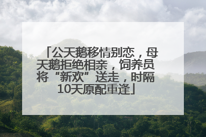 公天鹅移情别恋，母天鹅拒绝相亲，饲养员将“新欢”送走，时隔10天原配重逢