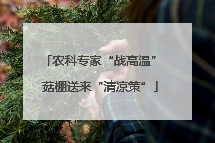 农科专家“战高温” 菇棚送来“清凉策”