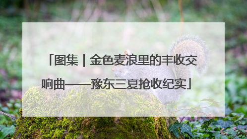 图集｜金色麦浪里的丰收交响曲——豫东三夏抢收纪实
