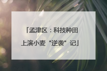 孟津区：科技种田 上演小麦“逆袭”记
