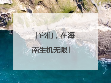 它们，在海南生机无限