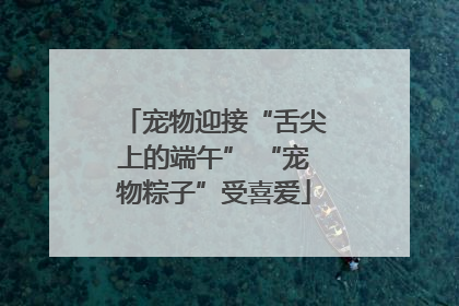 宠物迎接“舌尖上的端午” “宠物粽子”受喜爱