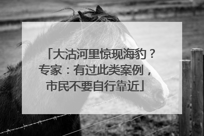 大沽河里惊现海豹？专家：有过此类案例，市民不要自行靠近