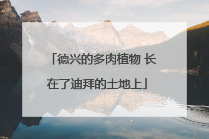 德兴的多肉植物 长在了迪拜的土地上