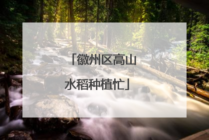 徽州区高山水稻种植忙