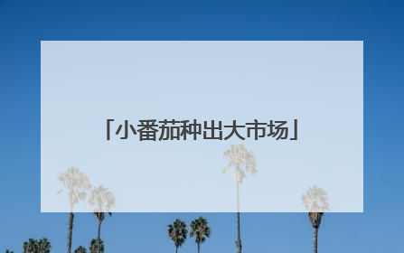 小番茄种出大市场