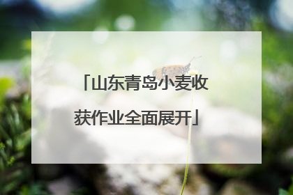 山东青岛小麦收获作业全面展开