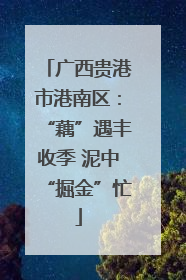 广西贵港市港南区：“藕”遇丰收季 泥中“掘金”忙