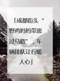 成都街头“野鸡妈妈带崽过马路”，车辆排队让行暖人心