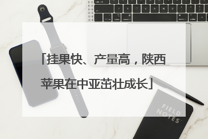 挂果快、产量高，陕西苹果在中亚茁壮成长