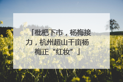 枇杷下市，杨梅接力，杭州超山千亩杨梅正“红妆”