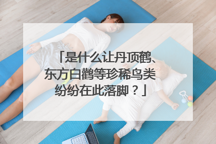 是什么让丹顶鹤、东方白鹳等珍稀鸟类纷纷在此落脚？