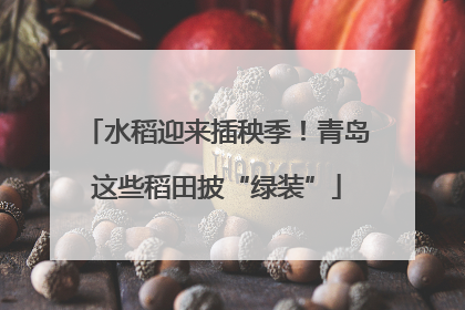 水稻迎来插秧季！青岛这些稻田披“绿装”