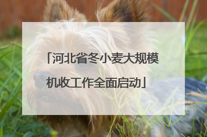 河北省冬小麦大规模机收工作全面启动