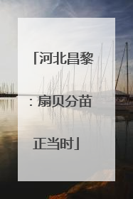河北昌黎：扇贝分苗正当时