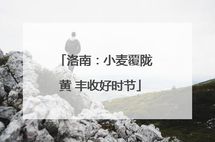 洛南：小麦覆陇黄 丰收好时节
