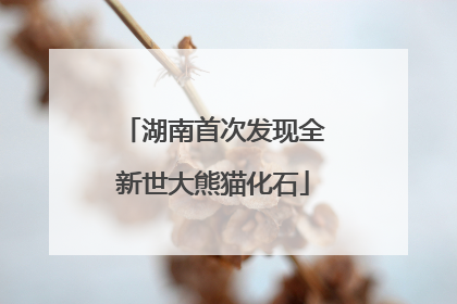 湖南首次发现全新世大熊猫化石