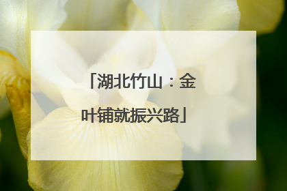 湖北竹山：金叶铺就振兴路