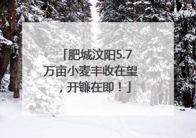 肥城汶阳5.7万亩小麦丰收在望，开镰在即！