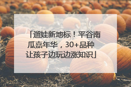 遛娃新地标！平谷南瓜嘉年华，30+品种让孩子边玩边涨知识