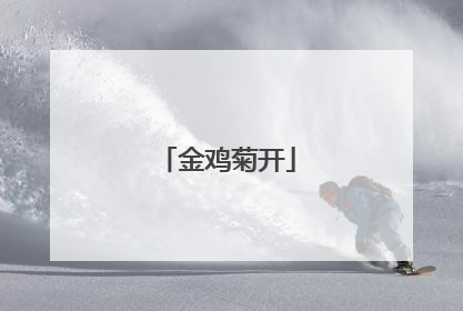 金鸡菊开