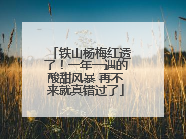铁山杨梅红透了！一年一遇的酸甜风暴 再不来就真错过了