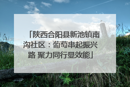 陕西合阳县新池镇南沟社区：葡萄串起振兴路 聚力同行显效能
