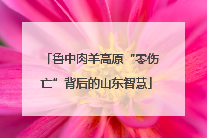 鲁中肉羊高原“零伤亡”背后的山东智慧