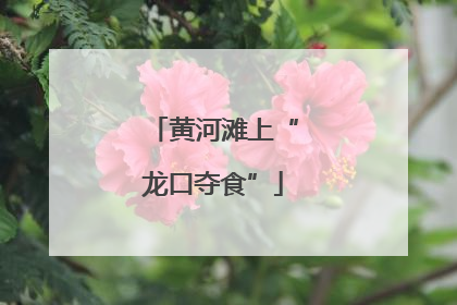 黄河滩上“龙口夺食”