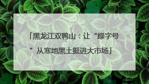 黑龙江双鸭山：让“绿字号”从寒地黑土挺进大市场