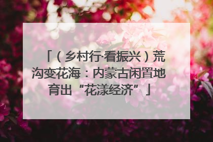 （乡村行·看振兴）荒沟变花海：内蒙古闲置地育出“花漾经济”